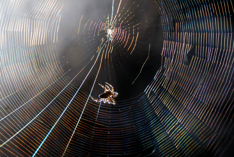 Spider and Web. San Francisco CA 2011 © Kalman N. Muller