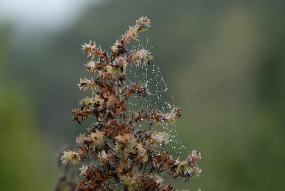 Spider web with Morning Dew. Inverness California 2010 © Kalman N. Muller