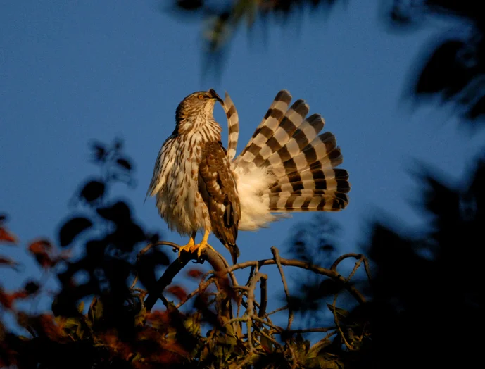 Grooming Hawk. San Francisco California 2010 © Kalman N. Muller
