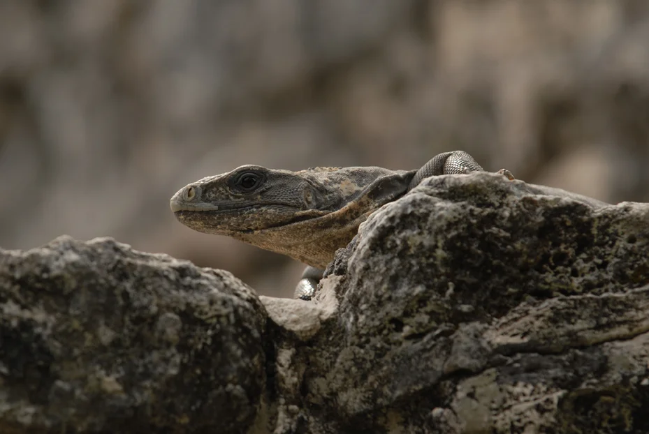Iguana On Pyramid. San Gervacio Cozumel Mexico 2013 © Kalman N. Muller