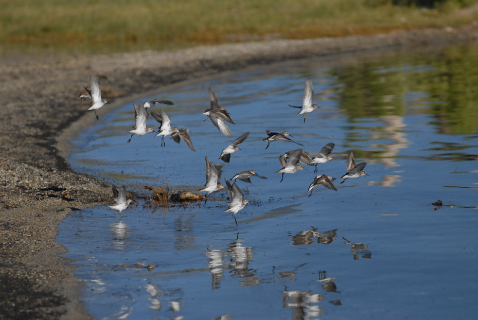 Fly Eating Birds. Mono Lake California 2012 © Kalman N. Muller