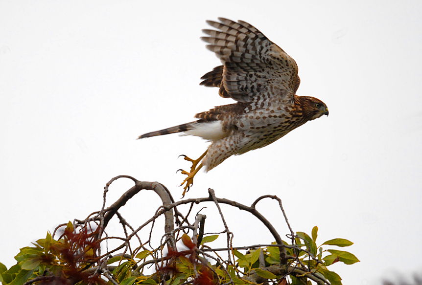 Nature - hawk taking off.jpg