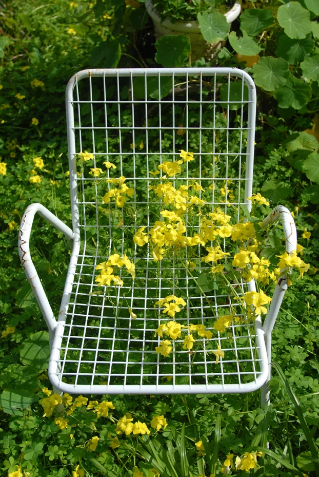 Flower Chair. San Francisco California 2011 © Kalman N. Muller