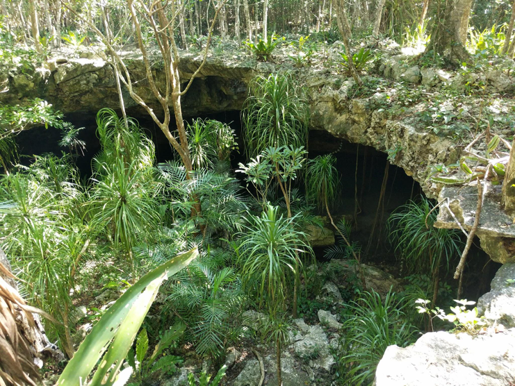 Buttresses of giant trees support cathedral walls of limestone illuminated by shafts of sunlight falling through a crown of tropical rainforest.