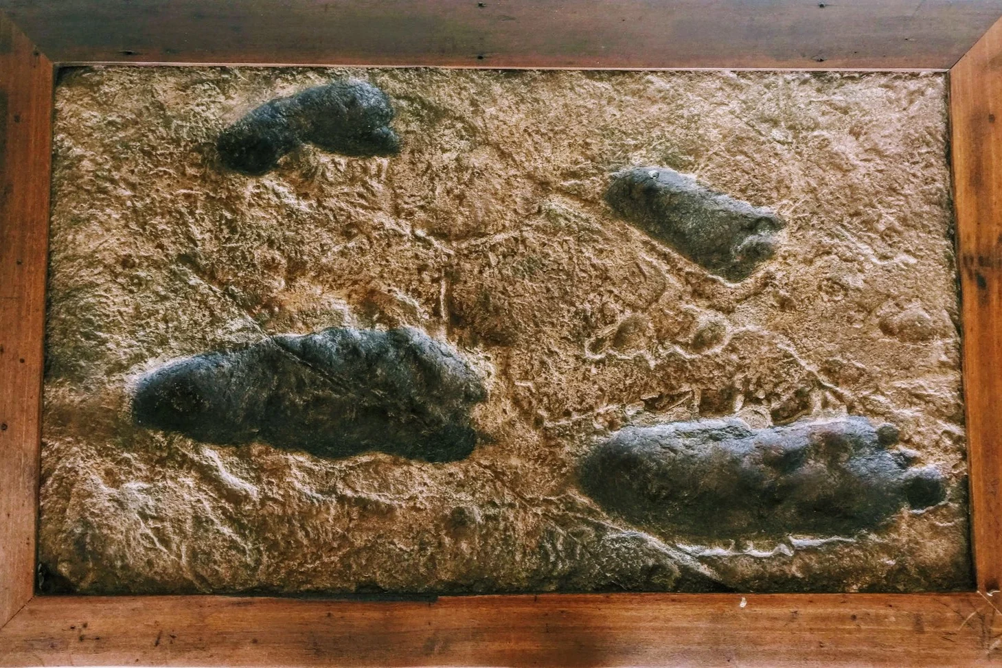 Don’s cast of the 3.6 million year old footprints found by Mary Leakey at Laetoli indicate on large hominoid with another smaller one following in his foot prints and a child walking alongside. Splashes from raindrops indicate the group was walking in the rain over the volcano ash-covered ground.