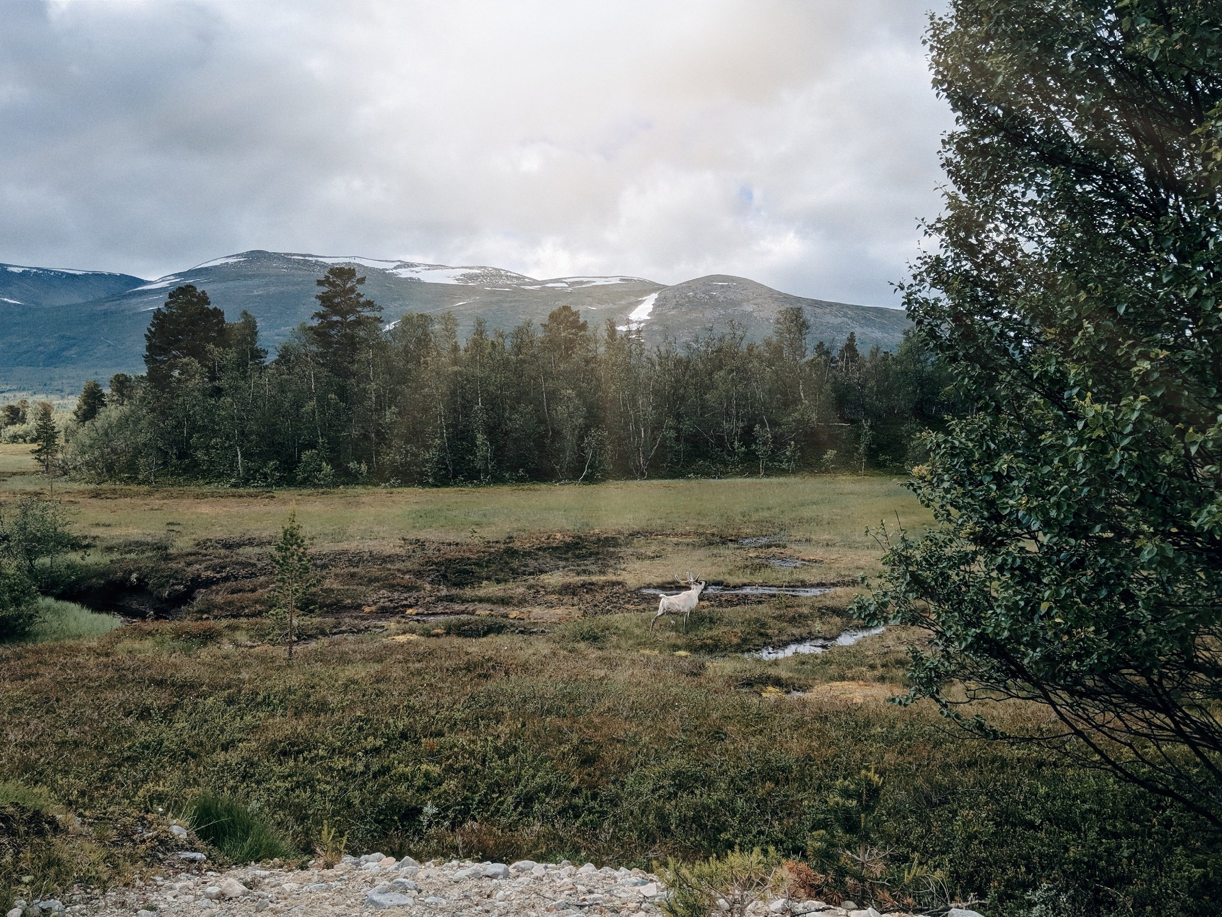 Wild Reindeer in Trollheimen