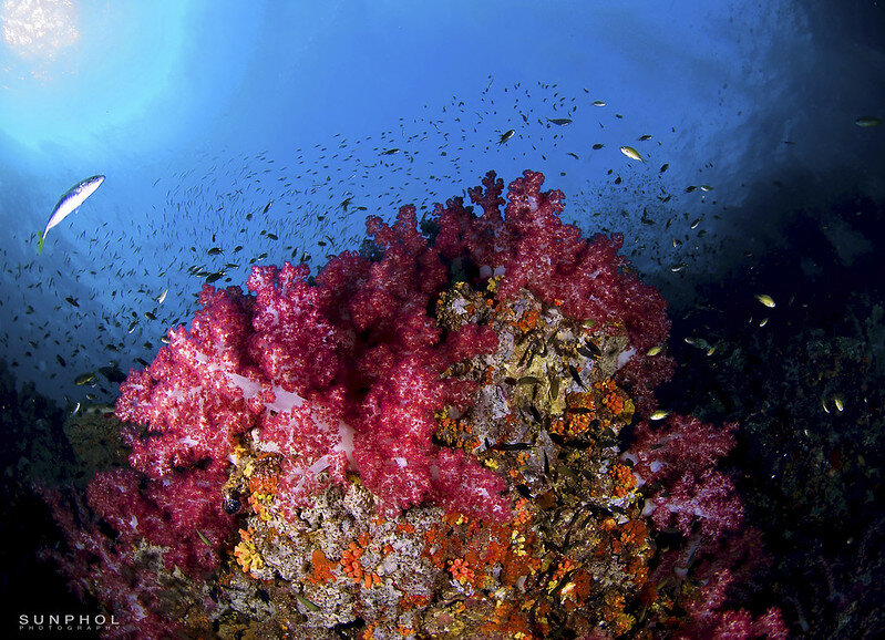 PLASTIC FREE JULY: 5 SIMPLE WAYS TO REDUCE PLASTIC POLLUTION