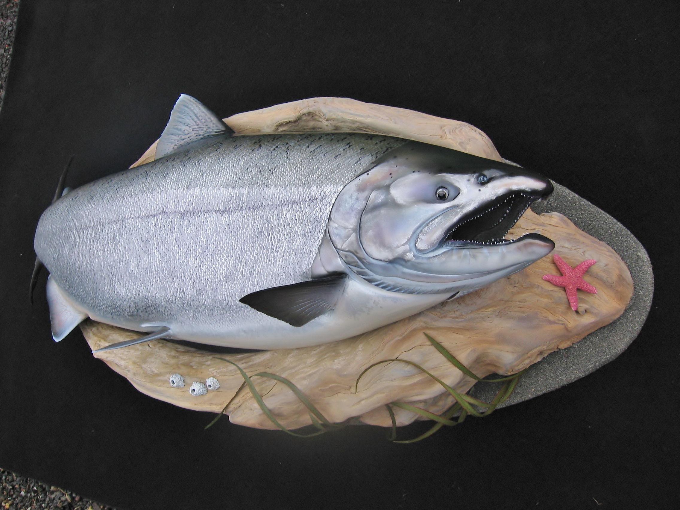 Realistic Salmon Fish Replicas Fish Mounts by fish artist Luke