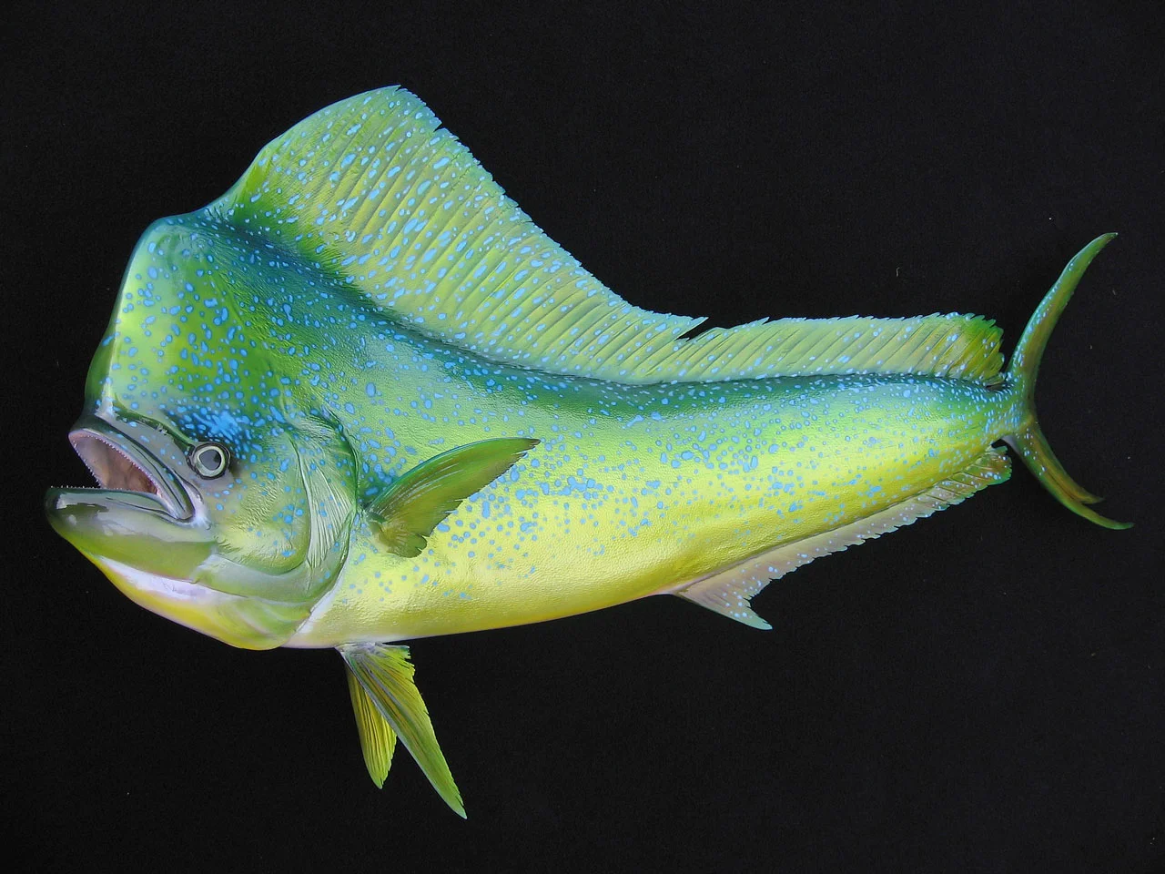 Dorado Mahi Mahi fish replica Luke Filmer Blackwater Fish Replicas.jpg