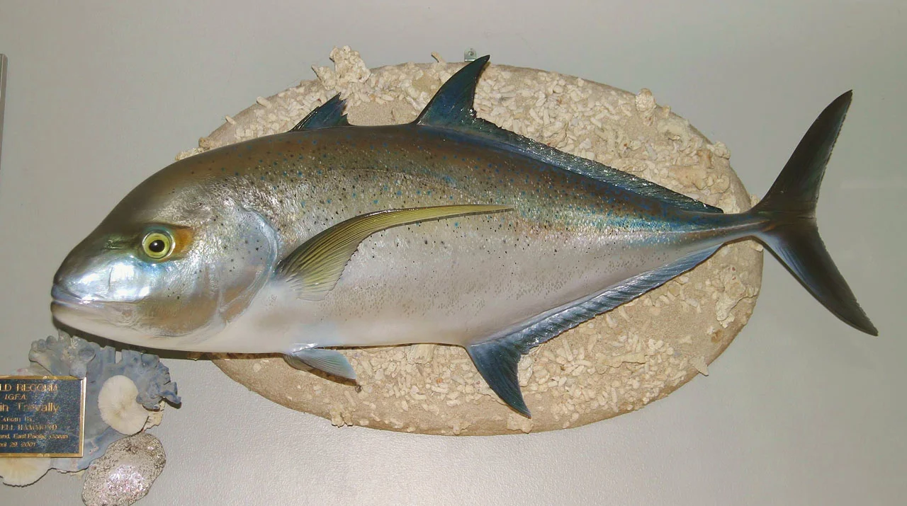 Blue Fin Trevally fish replica Luke Filmer Blackwater Fish Replicas.jpg