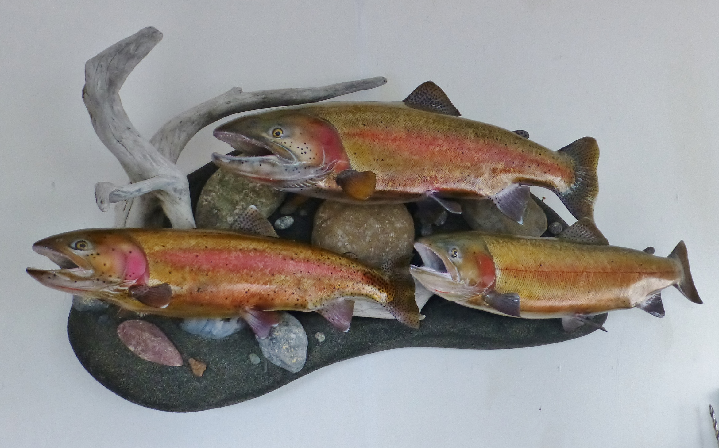 Double Rainbow Trout Fish Replica Mount