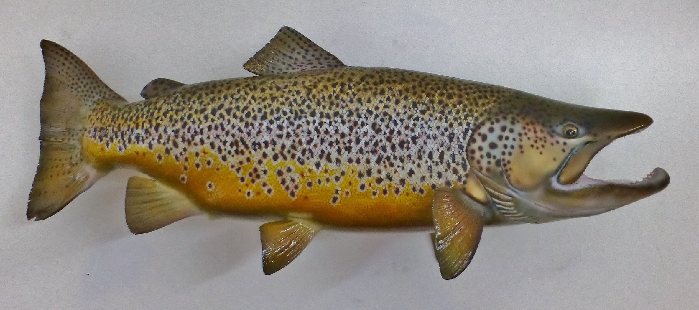 Nature Brown Trout Wood Peice 24x24