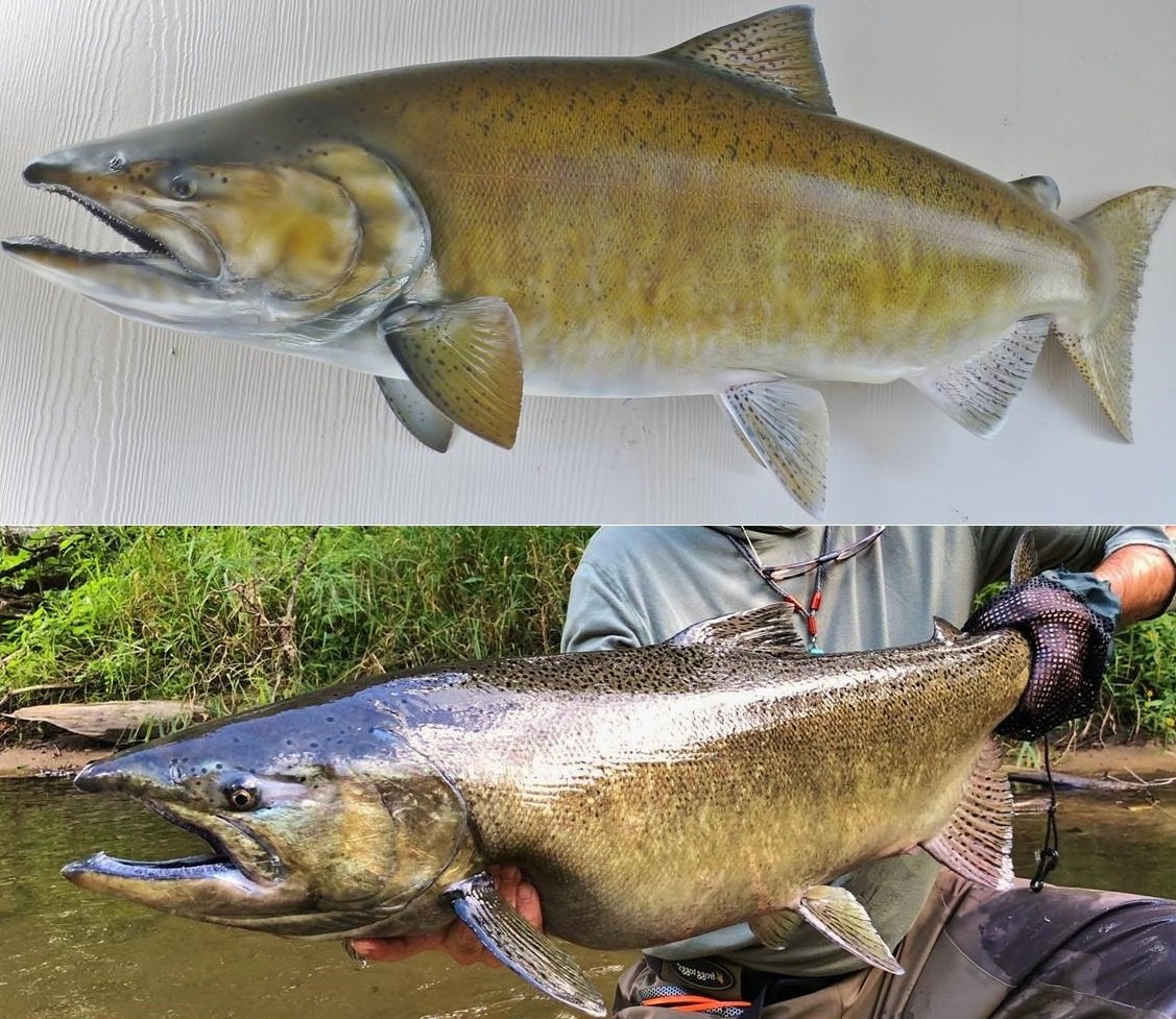 King Salmon Fish Replica Collage Photo_Blackwater Fish Replicas.jpg