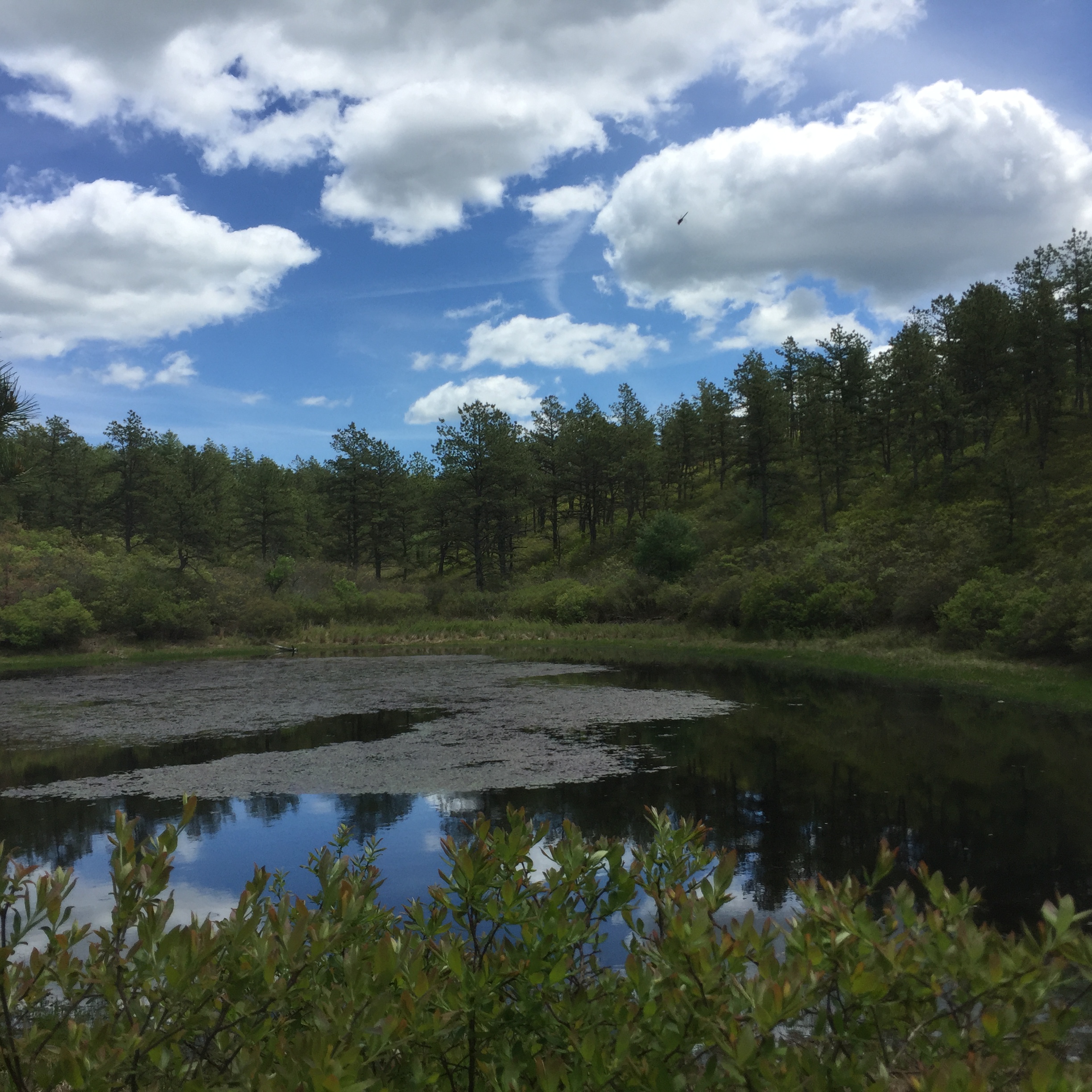 Cherry Pond - the headwaters of the Wankinco River (Part I)