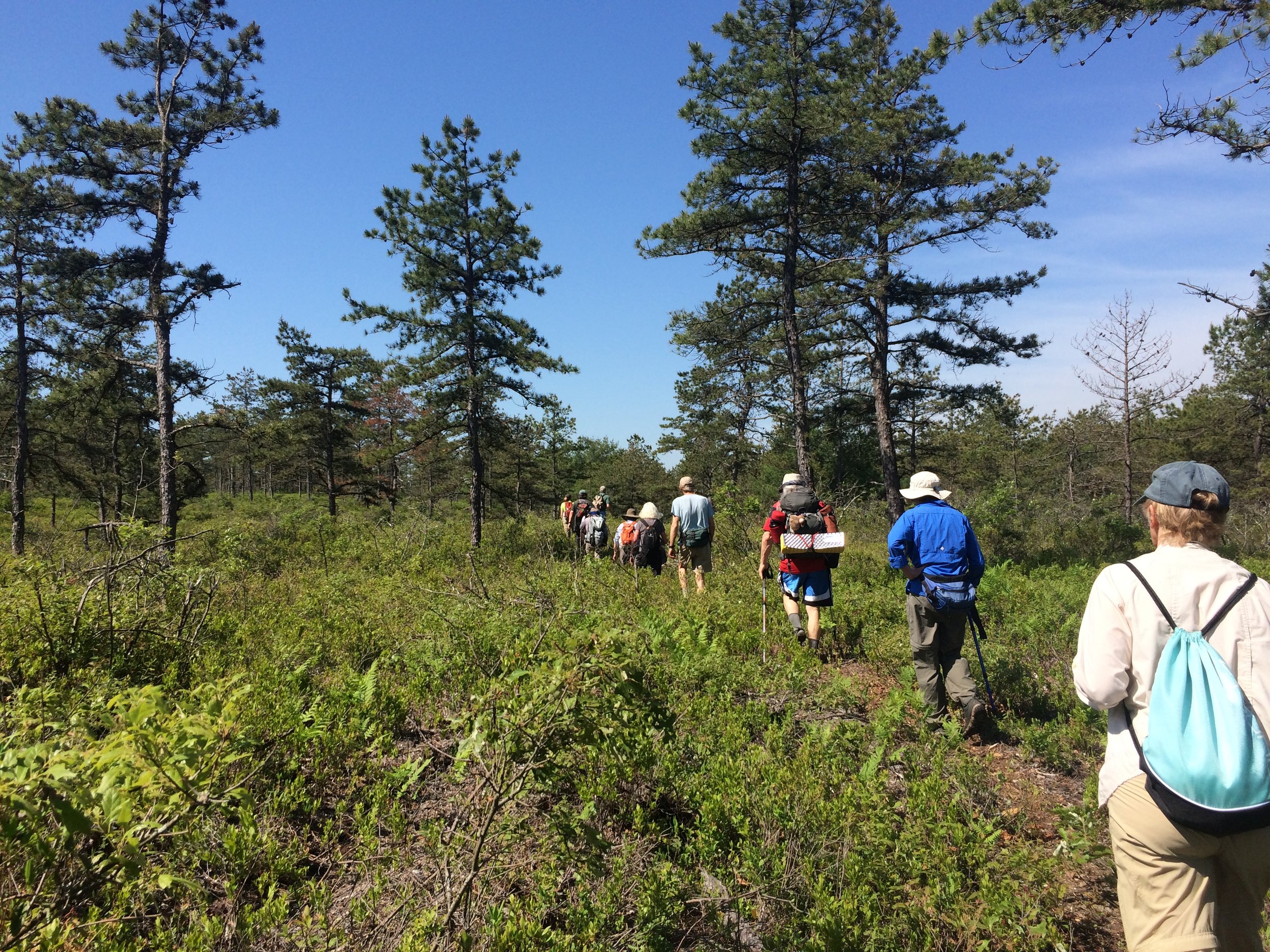 Traversing through open woodland (Part II)