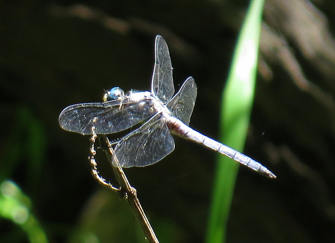 Great Blue Skimmer on the Taunton River, Great River Preserve, Bridgewater