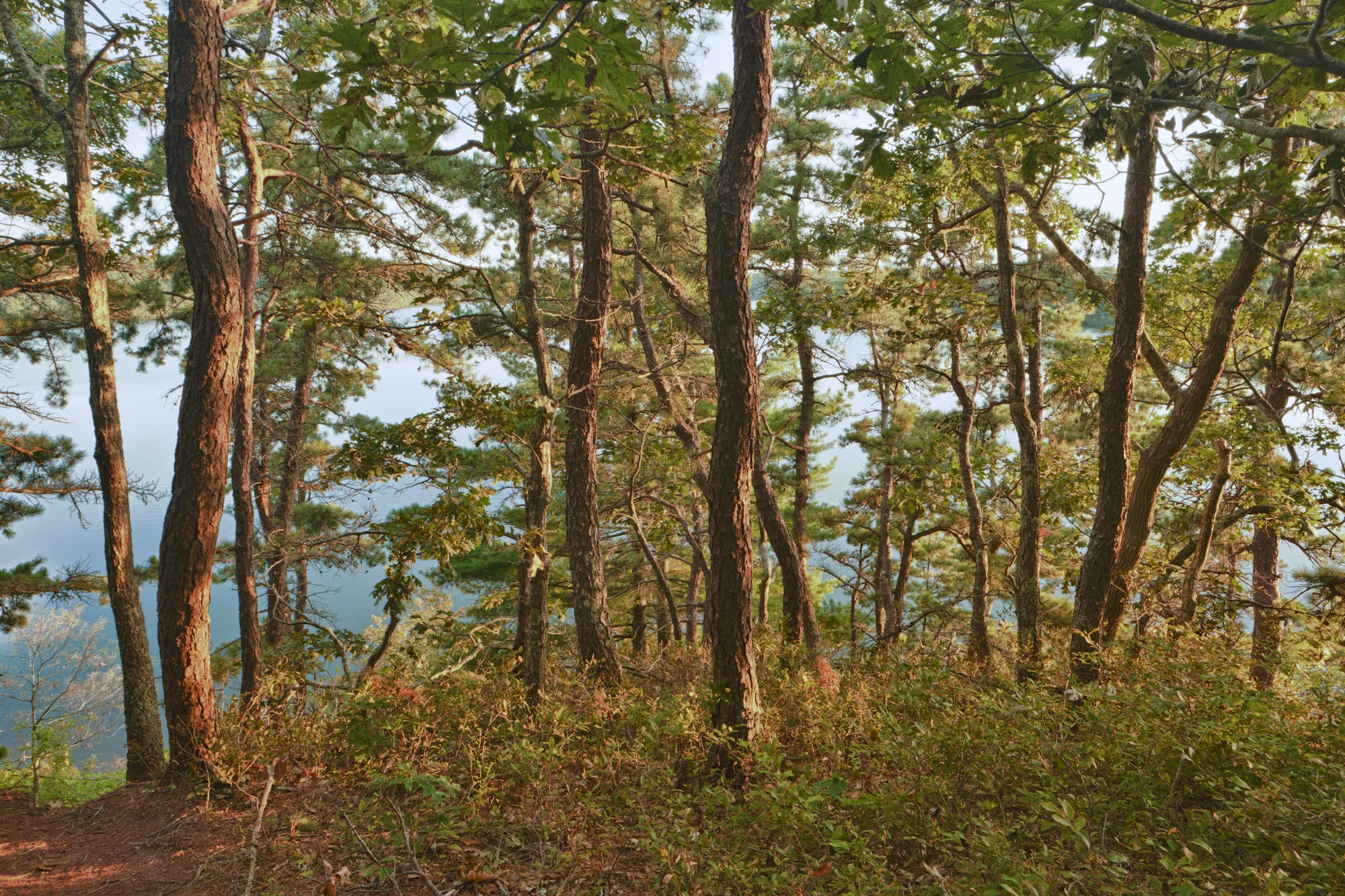 A view of Halfway Pond from he Big Point Trail in the Wildlands Trust's Halfway Pond Conservation Area in Plymouth, Massachusetts.