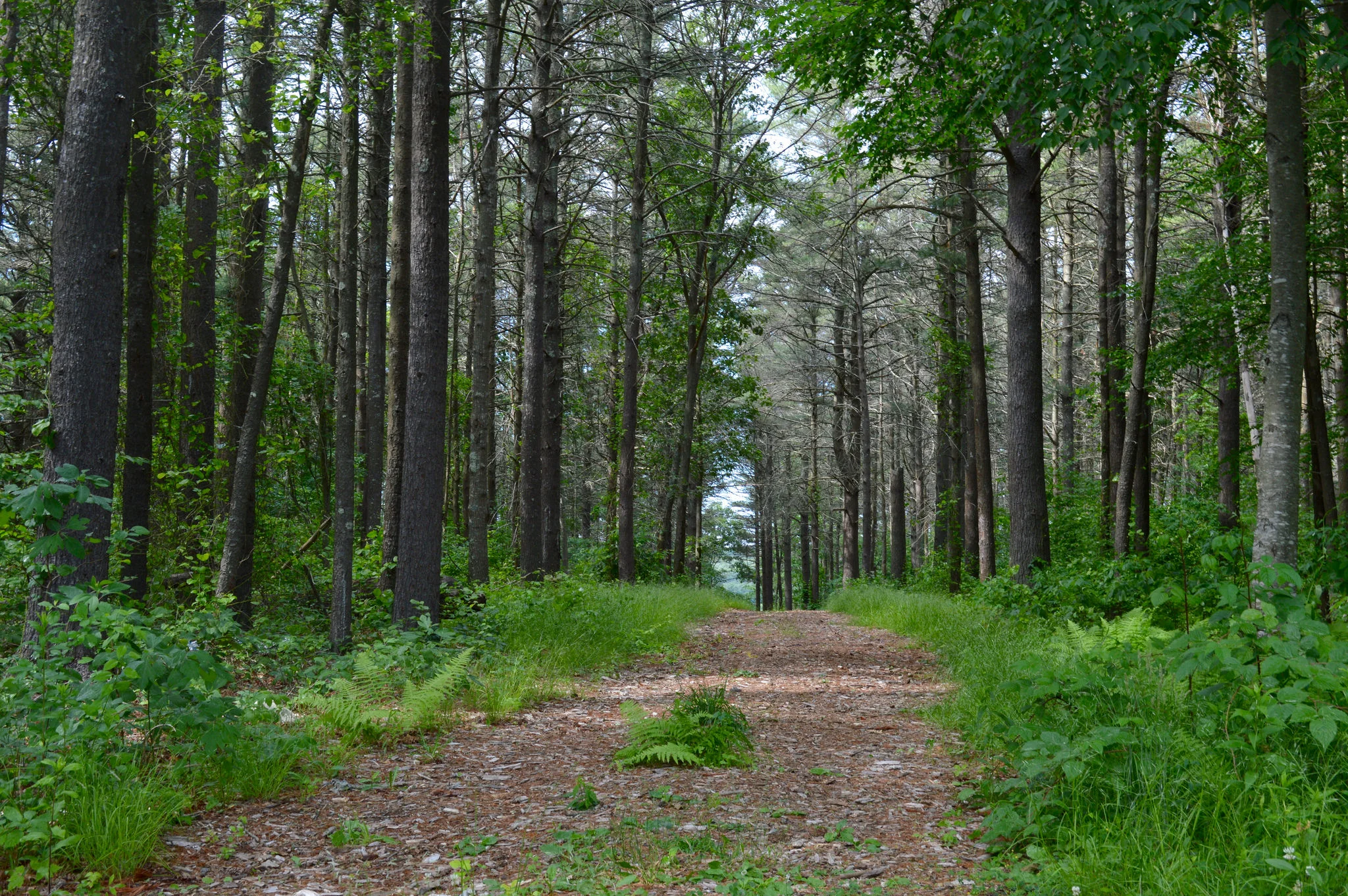 Wildlands Trust — Pudding Hill Reservation