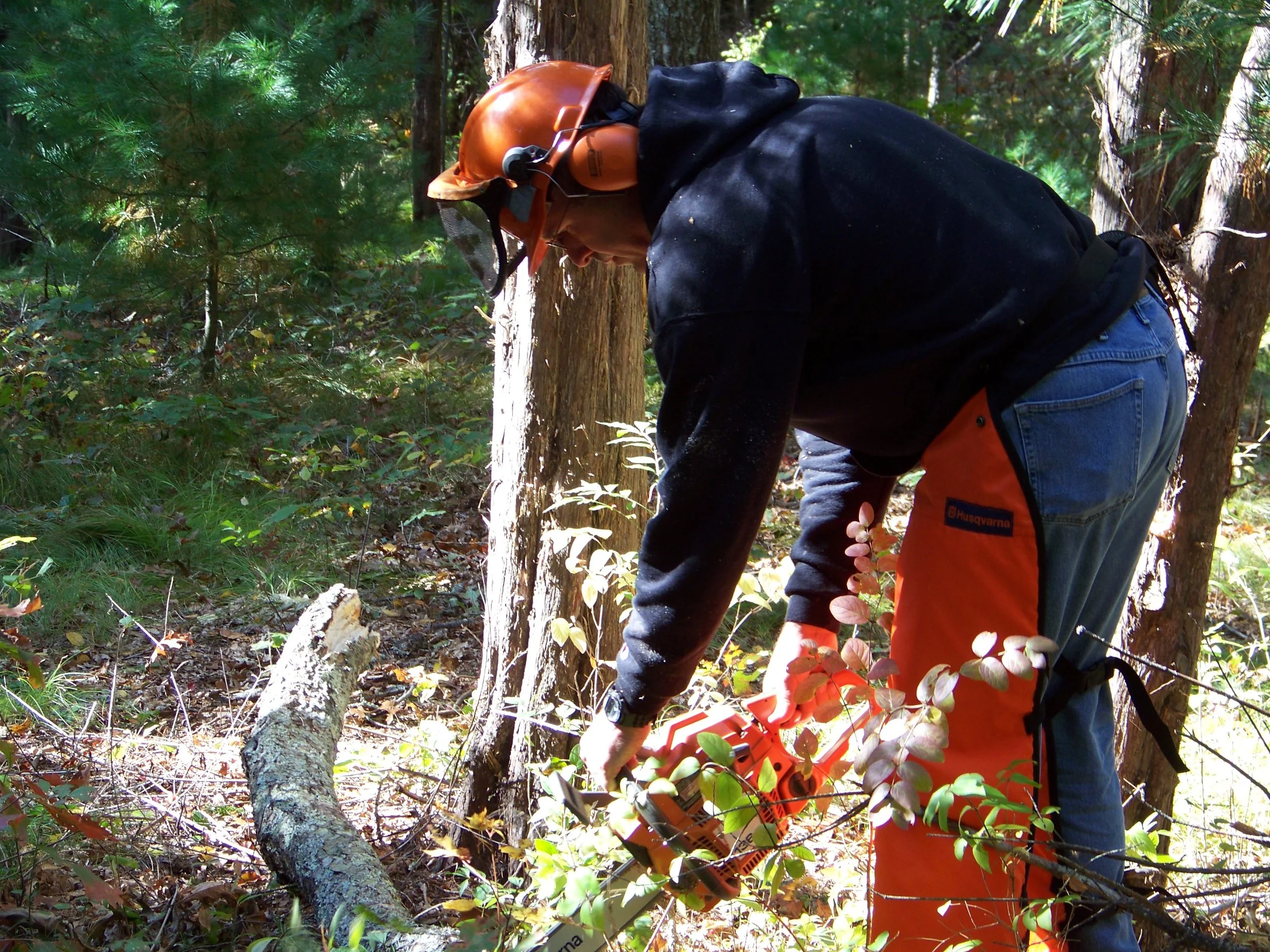 Willow Brook-Pembroke clearing overgrown trail.jpg