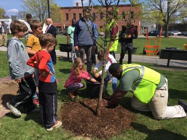 Trees are planted on public and private lands at absolutely no cost. Volunteers help plant this tree in a Brockton park!
