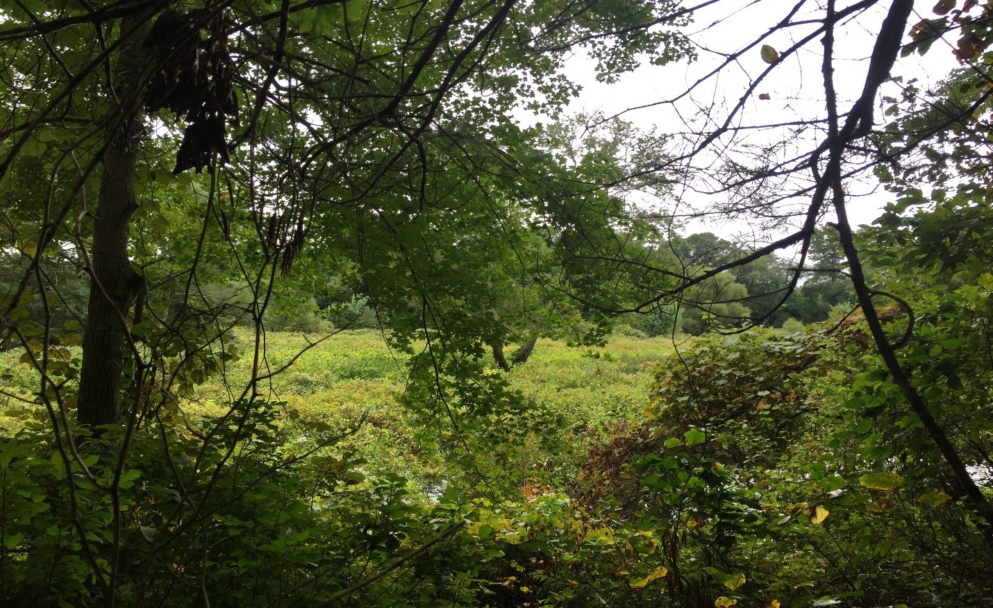 Along the Winnetuxet River in Halifax.