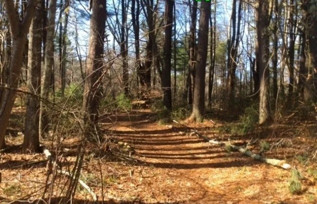 A woodland path at Oliver Estate.