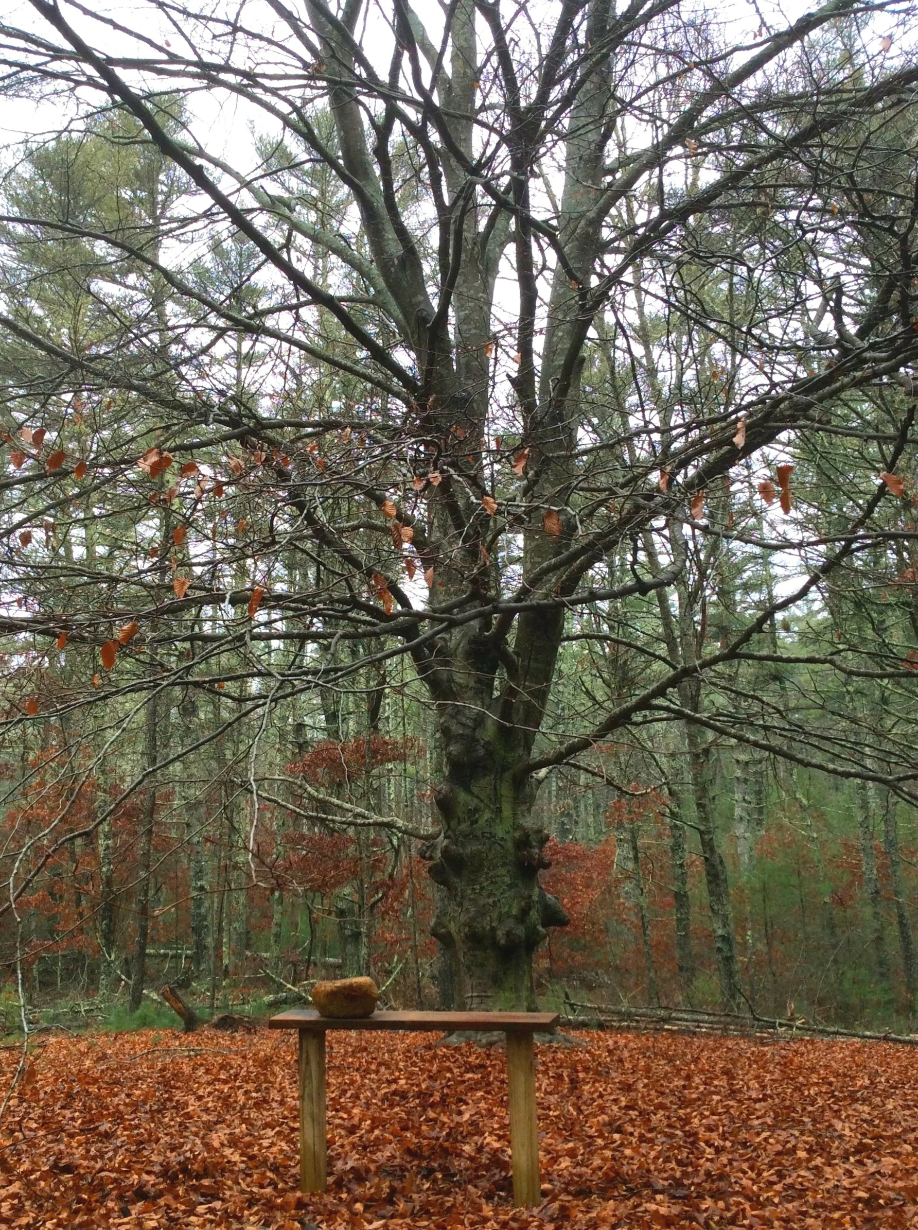 A large beech tree stands in a clearing at Emery Preserve (West), one of the first parcels of land protected by Wildlands.