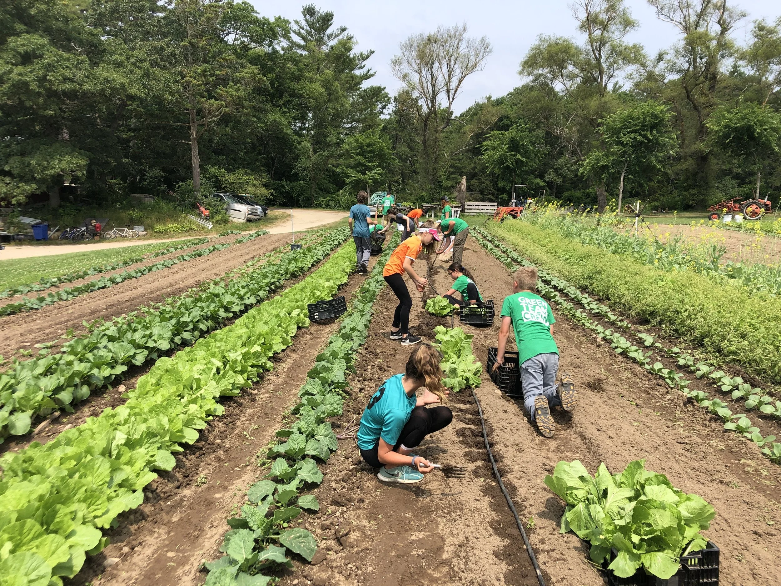 Green Team 1 crew members get their hands dirty at Bay End Farm.