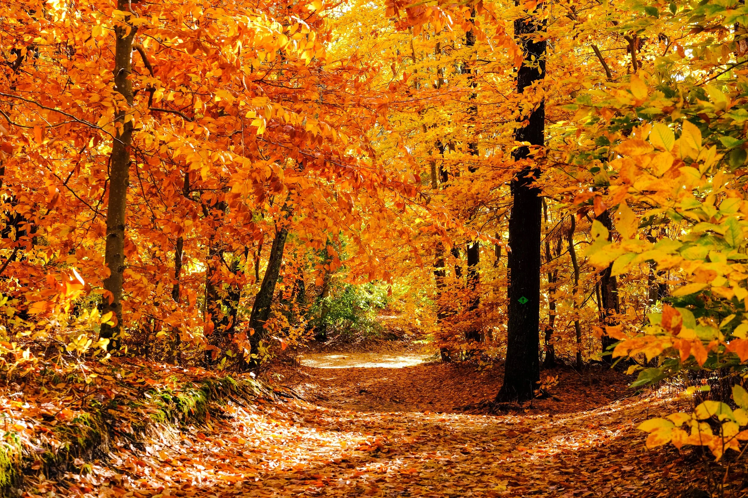 Local photographer Jarrod Pimental captured this stunning image of Halfway Pond Conservation Area in the fall of 2018. Learn more about the preserve…