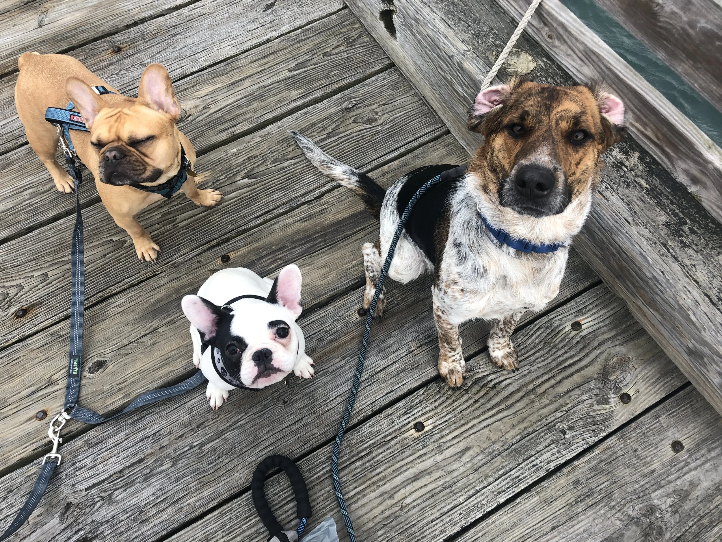 Wildlands Trust &mdash; Attention Dog Owners!