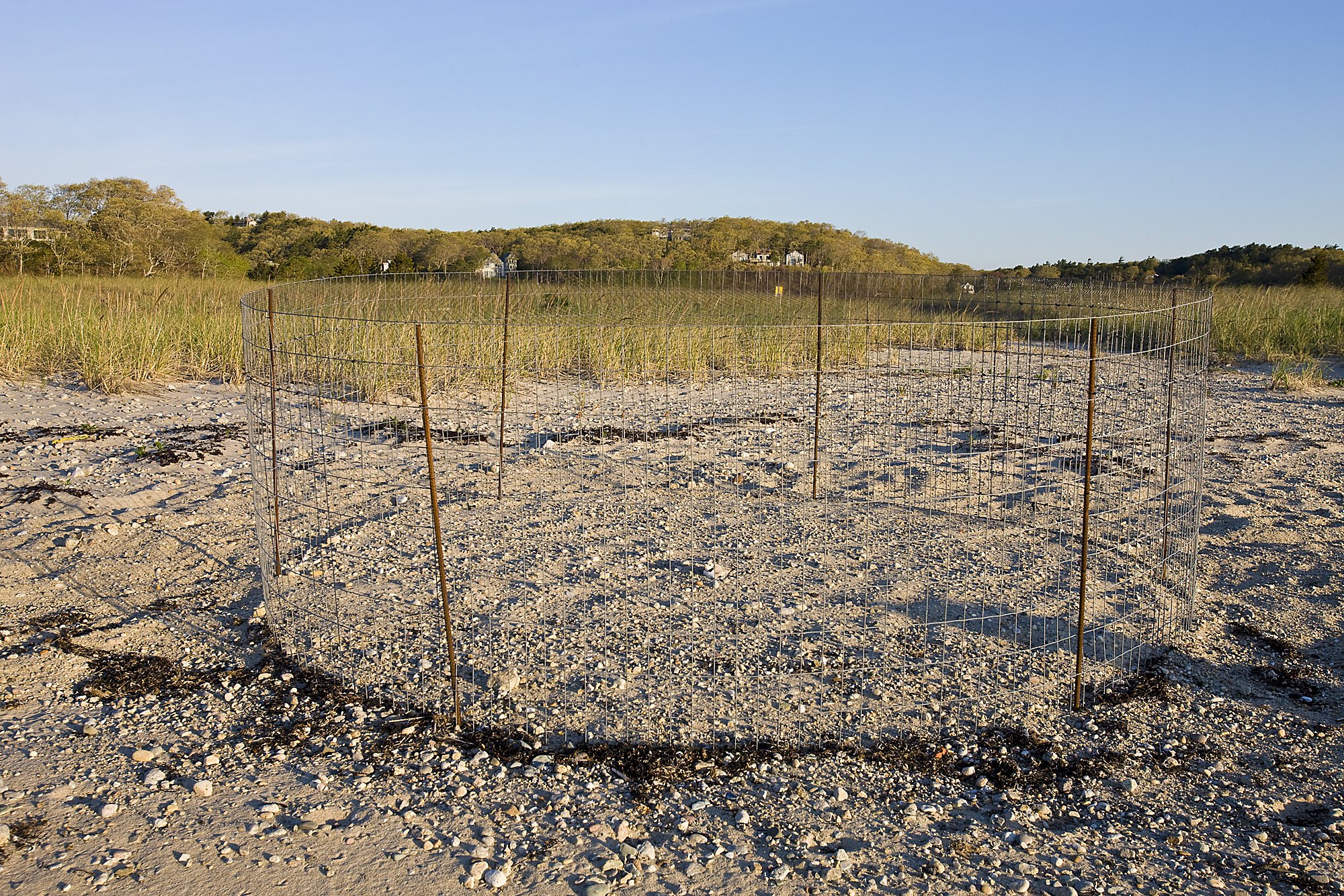  A piping plover nest exclosure at the Shifting Lots Preserve in Plymouth, Massachusetts.  Owned by the Wildlands Trust.  Cape Cod Bay.  Near Ellisville Harbor State Park. 
