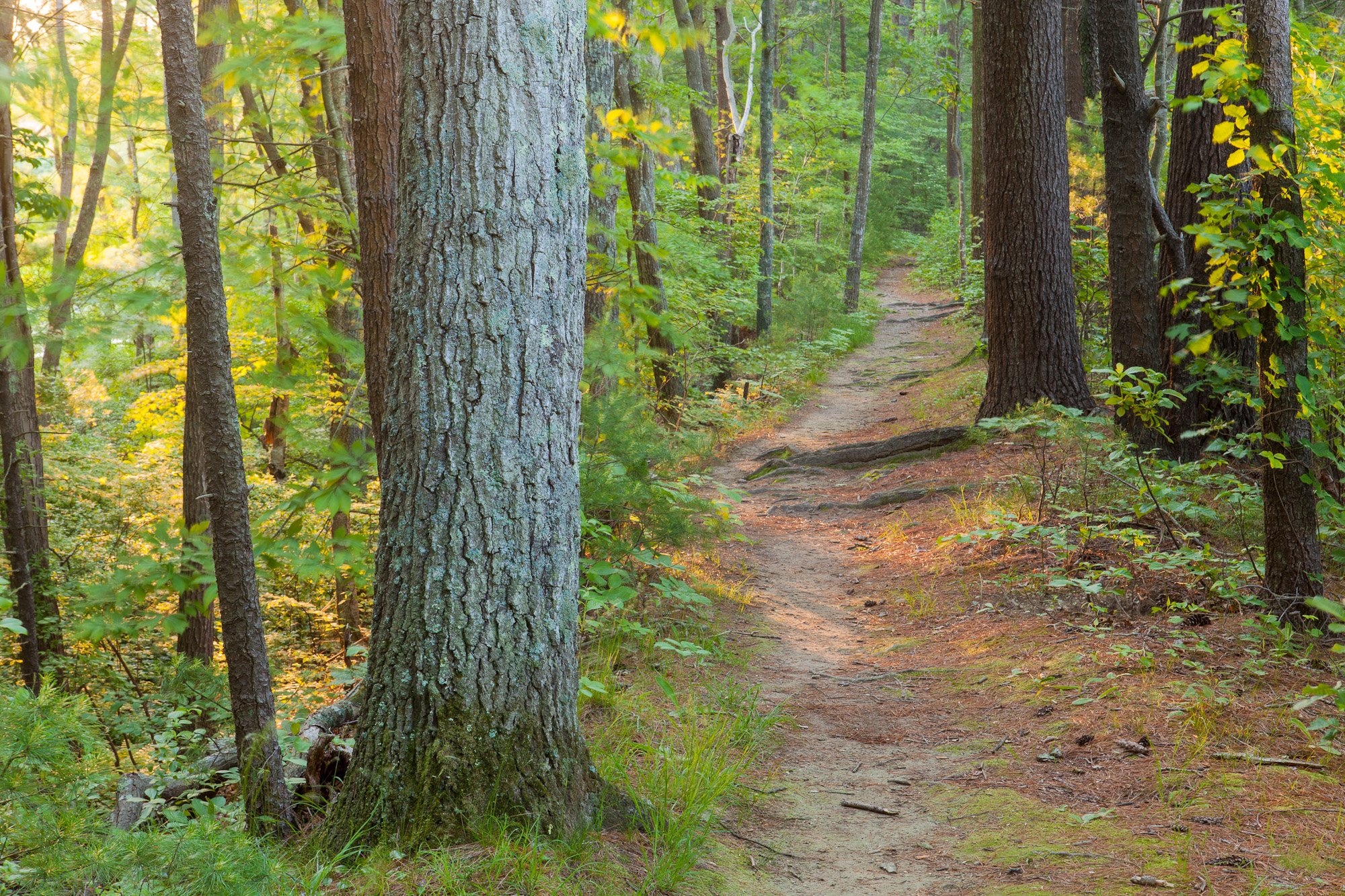  A trail in the forest at the O.W. Stewart Preserve in Kingston, Massachusetts. 