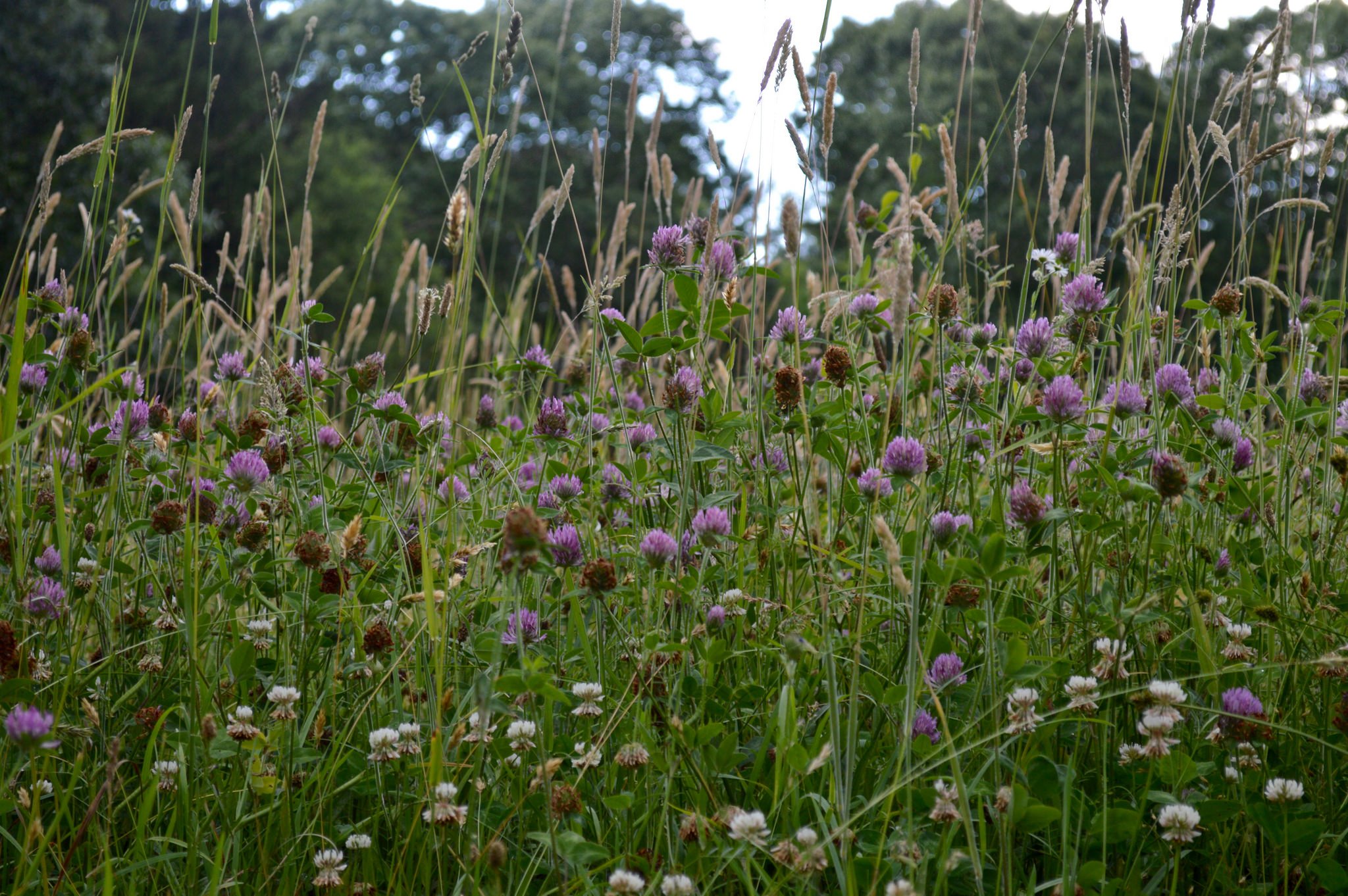 Cushman_flowers.jpg