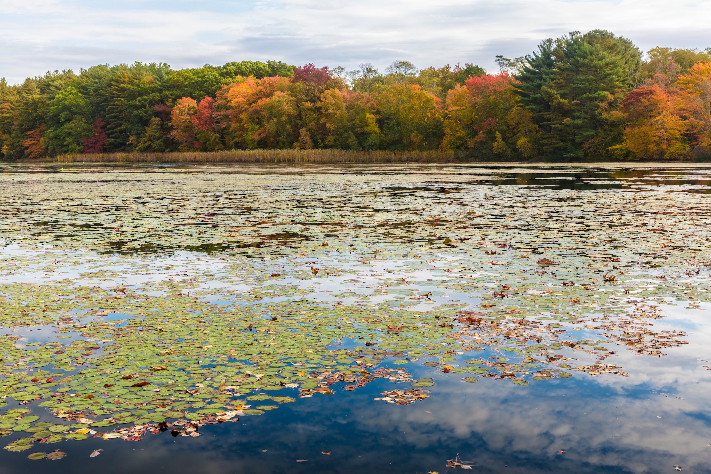  Fall colors on the shores of a pond in Marshfield, Massachusetts. Hoyt-Hall Preserve. 