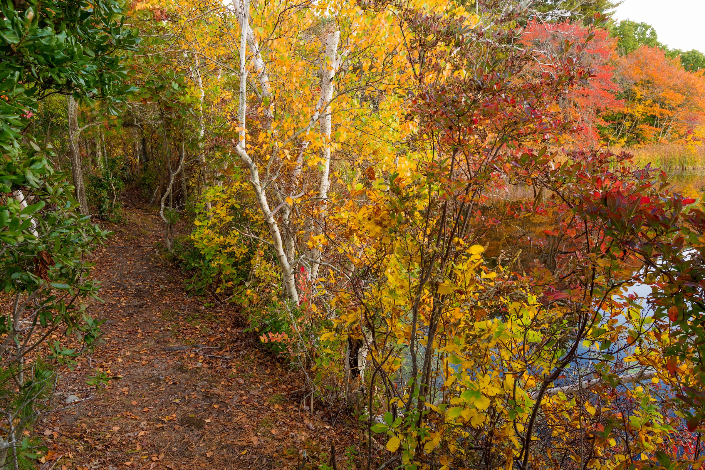  Fall colors on the shores of a pond in Marshfield, Massachusetts. Hoyt-Hall Preserve. 