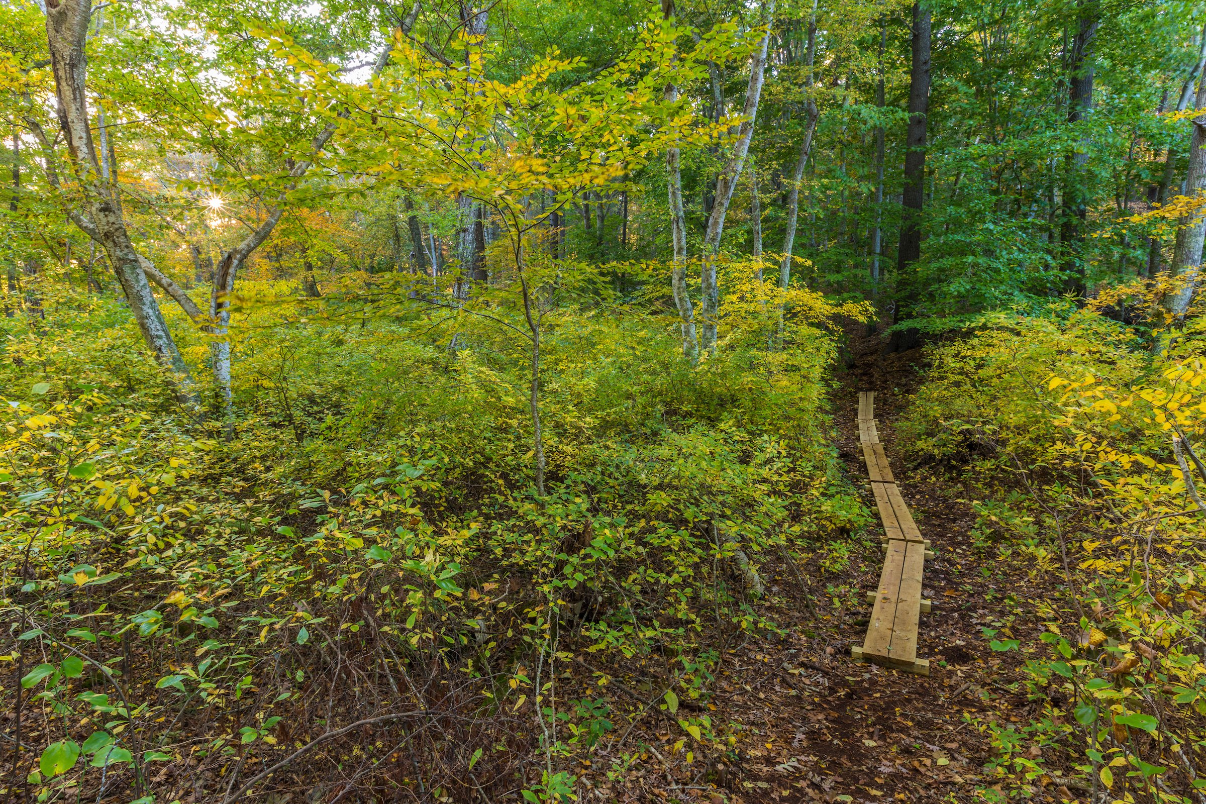  A walking trail in a forest in Marshfield, Massachusetts. Hoyt-Hall Preserve. 