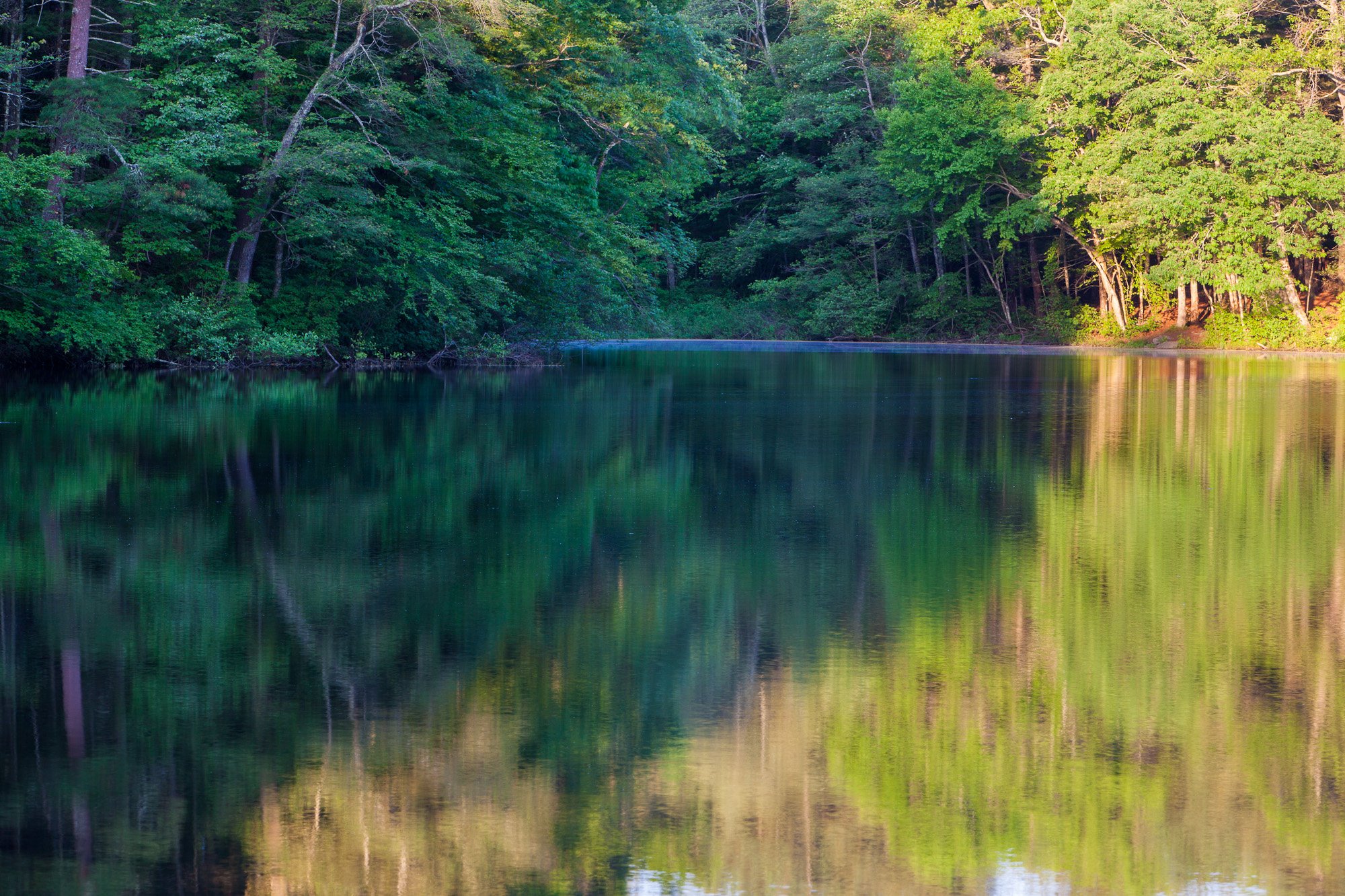  Morning reflections in a pond at the O.W. Stewart Preserve in Kingston, Massachusetts. 