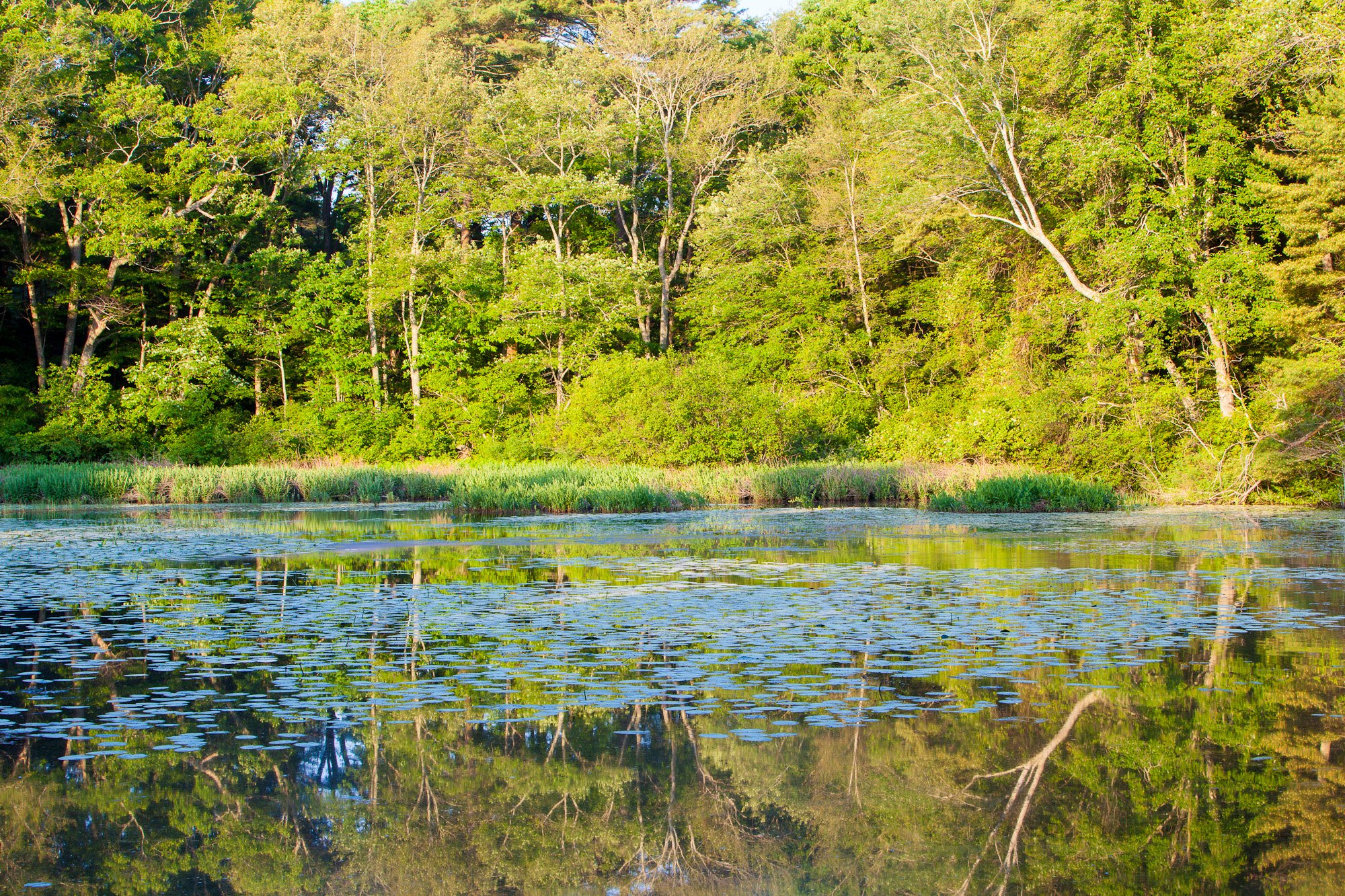  Morning reflections in a pond at the O.W. Stewart Preserve in Kingston, Massachusetts. 