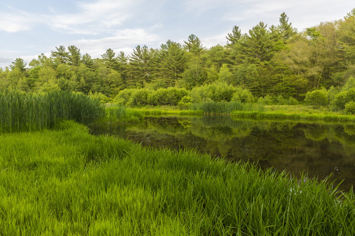  Grass grows on the shore of a pond at the Striar Conservancy, a Wildlands Trust preserve in Halifax, Massachusetts. 