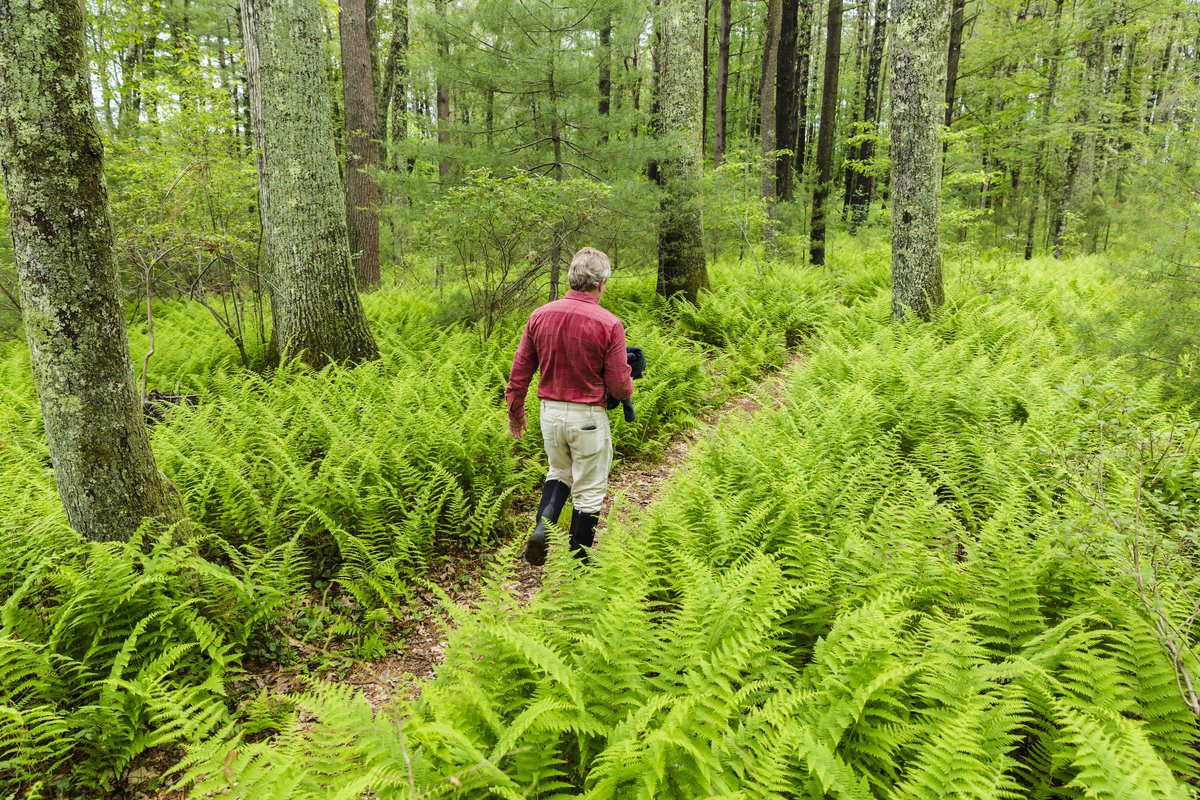  A man walks on a trail through ferns in the forest at the Striar Conservancy, a Wildlands Trust preserve in Halifax, Massachusetts. 