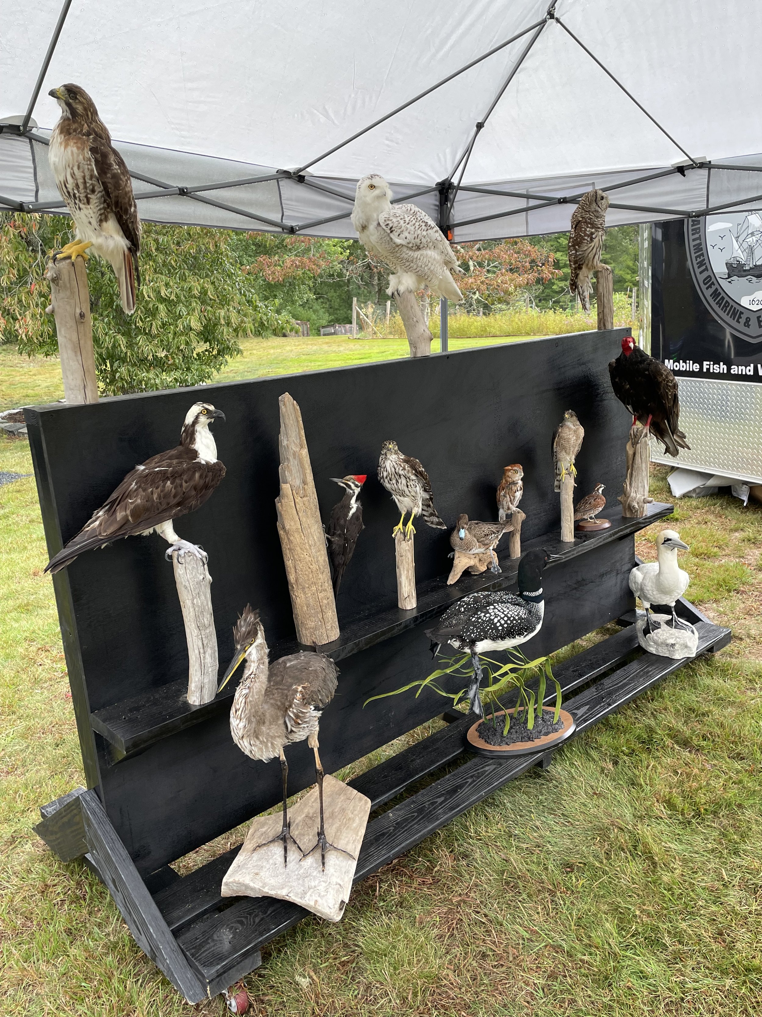 Taxidermy birds from the Town of Plymouth's wildlife education trailer.