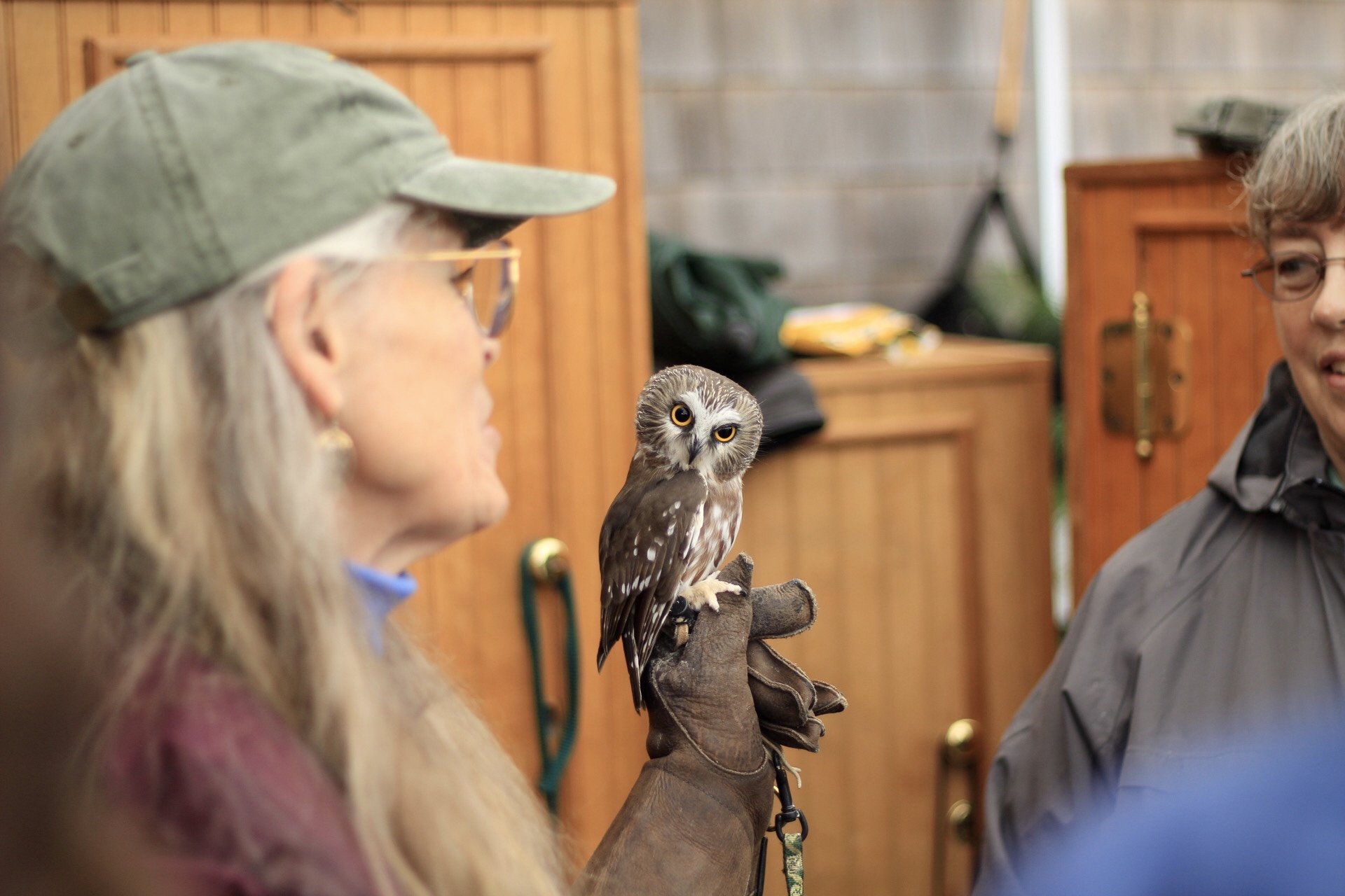 Marcia Wilson presents a Northern Saw-whet Owl.