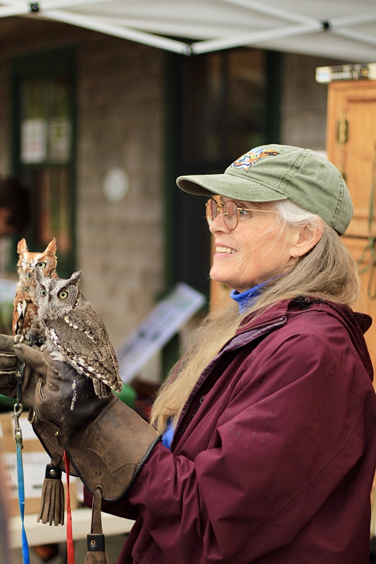 Marcia Wilson presents two Eastern Screech-Owls.