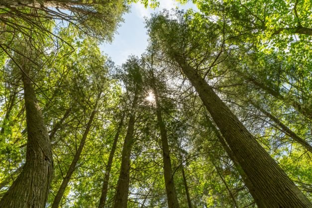  Looking up at the cedar tree canopy at Willow Brook Farm. 