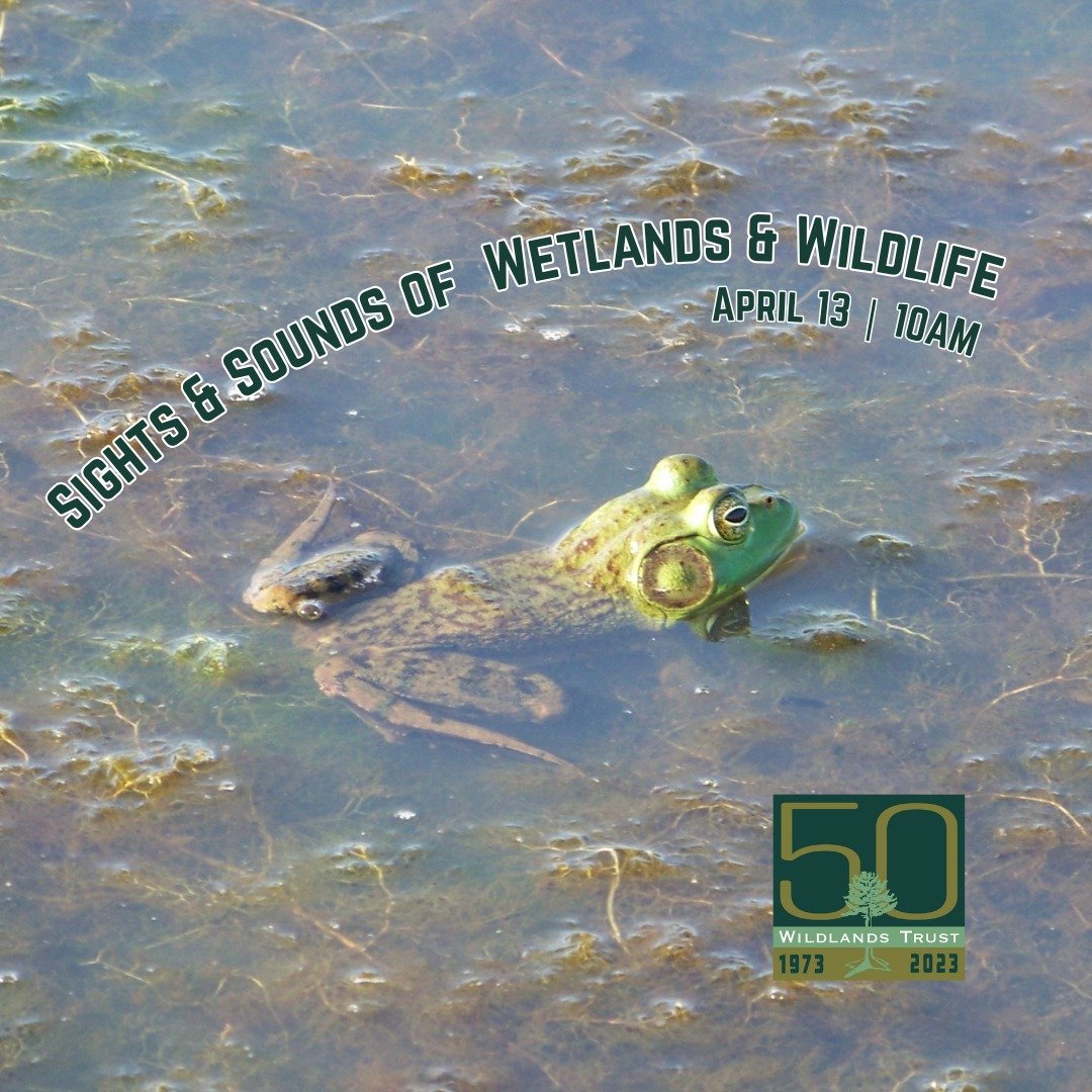 Who is singing, hopping, swimming, and crawling in the swamps, bogs, marshes, and pools of Southeastern MA? 🦎🐸🐢🐍

𝐓𝐡𝐢𝐬 𝐒𝐚𝐭𝐮𝐫𝐝𝐚𝐲, join Carlos Fragata of the Massachusetts Department of Environmental Protection for a family-friendly wal