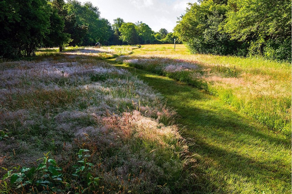 Grassy path at Willow Brook Farm.