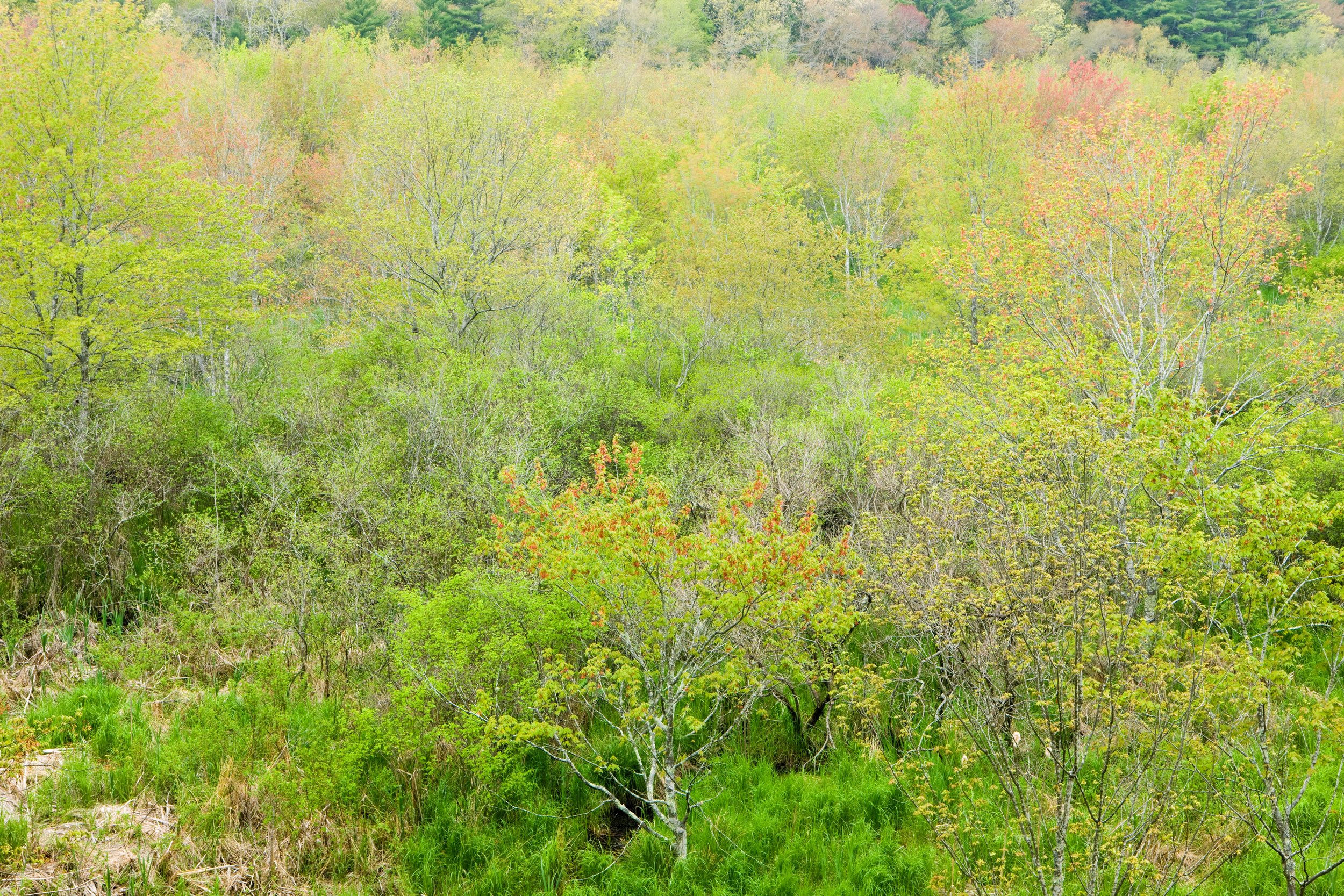 Hardwood forest at Willow Brook Farm.