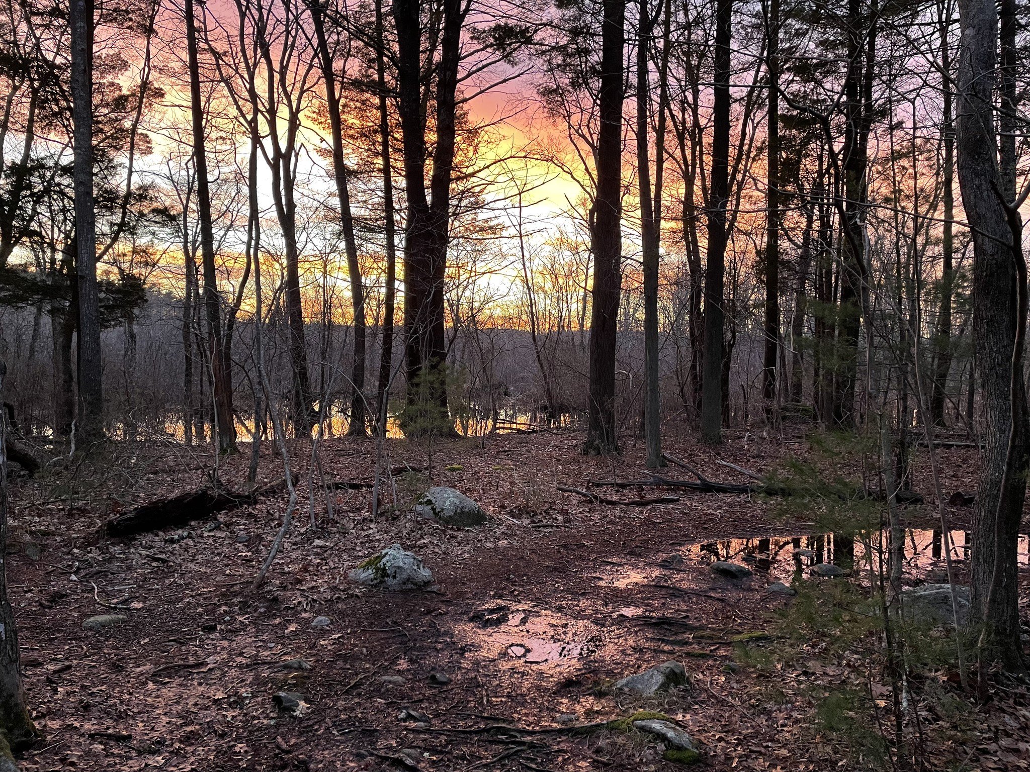 Willow Brook Farm: come for the woodcocks, stay for the sunset 🧡

Thank you to all who attended last month's Woodcock Walk at Willow Brook Farm in Pembroke. We saw and heard the mesmerizing courtship display of the American Woodcock under a dazzling