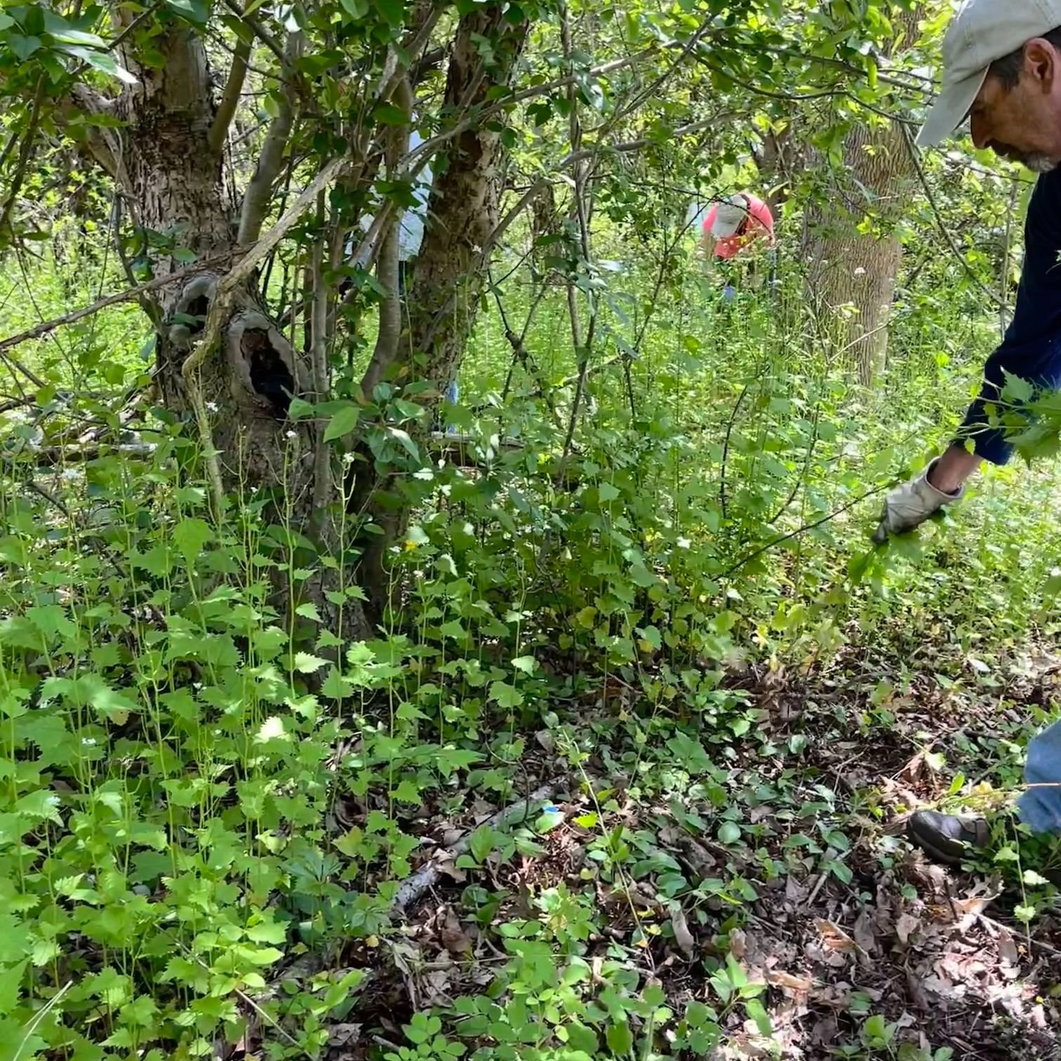 Garlic mustard's worst nightmare: volunteers motivated by ice cream! 🌿🍦

This week, VolunTuesday returned to Willow Brook Farm, where our trusty volunteers removed garlic mustard from the field edges. Garlic mustard is an invasive plant that displa
