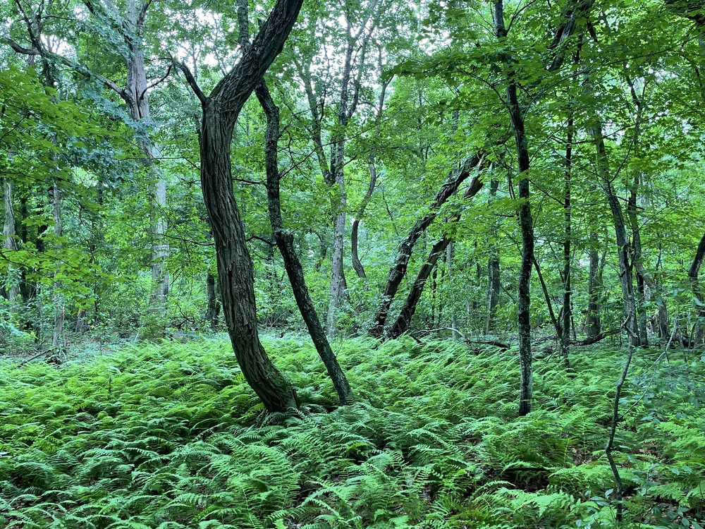 Wildlands Trust — Crystal Spring Preserve is Open!